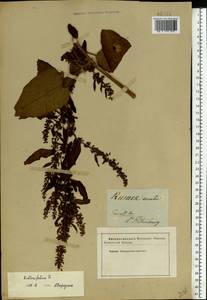 Rumex obtusifolius L., Eastern Europe, North-Western region (E2) (Russia)