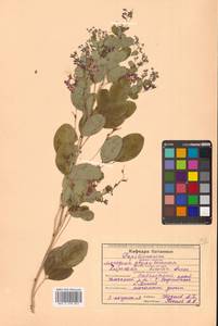 Lespedeza bicolor Turcz., Siberia, Russian Far East (S6) (Russia)