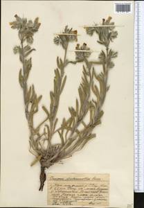 Onosma dichroantha Boiss., Middle Asia, Western Tian Shan & Karatau (M3) (Kazakhstan)