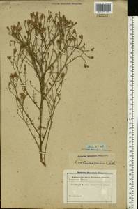 Centaurea ovina Pall. ex Willd., Eastern Europe, Rostov Oblast (E12a) (Russia)