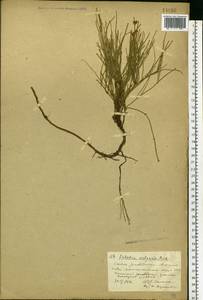 Ephedra distachya L., Eastern Europe, South Ukrainian region (E12) (Ukraine)