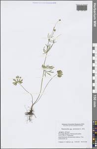 Ranunculus auricomus L., Eastern Europe, Central region (E4) (Russia)