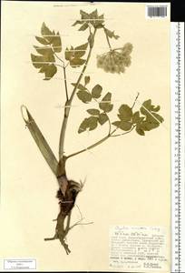 Angelica saxatilis Turcz. ex Ledeb., Siberia, Russian Far East (S6) (Russia)