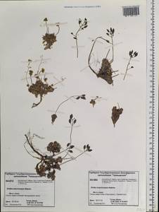Draba macrocarpa Adams, Siberia, Central Siberia (S3) (Russia)