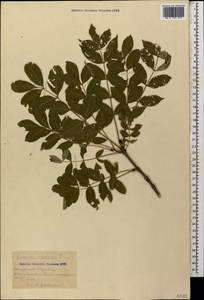 Fraxinus excelsior L., Caucasus, Azerbaijan (K6) (Azerbaijan)