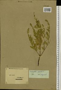 Dracocephalum peregrinum L., Siberia, Western (Kazakhstan) Altai Mountains (S2a) (Kazakhstan)