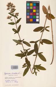 Hypericum hirsutum L., Eastern Europe, Central region (E4) (Russia)