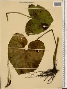 Ligularia subsagittata Pojark., Caucasus, North Ossetia, Ingushetia & Chechnya (K1c) (Russia)