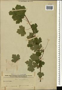 Acer campestre L., Caucasus, Azerbaijan (K6) (Azerbaijan)