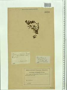 Lythrum portula (L.) D. A. Webb, Eastern Europe, Central region (E4) (Russia)