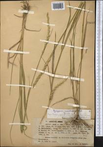 Elymus repens (L.) Gould, Middle Asia, Western Tian Shan & Karatau (M3) (Kazakhstan)