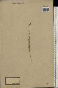 Linum tenuifolium L., Eastern Europe, North Ukrainian region (E11) (Ukraine)