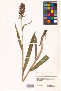 Dactylorhiza majalis subsp. baltica (Klinge) H.Sund., Eastern Europe, Lithuania (E2a) (Lithuania)