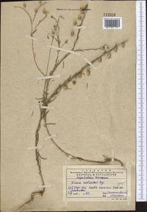 Linum violascens Bunge, Middle Asia, Western Tian Shan & Karatau (M3) (Kazakhstan)