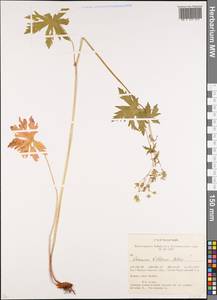 Geranium pseudosibiricum J. Mayer, Siberia, Western (Kazakhstan) Altai Mountains (S2a) (Kazakhstan)