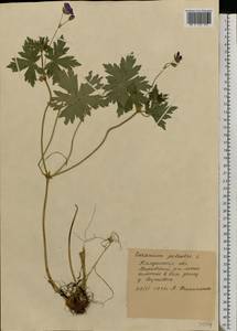 Geranium palustre L., Eastern Europe, Central region (E4) (Russia)