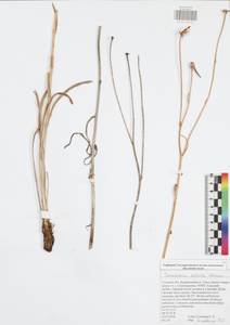 Pseudopodospermum tauricum (M. Bieb.) Vasjukov & Saksonov, Eastern Europe, Central region (E4) (Russia)