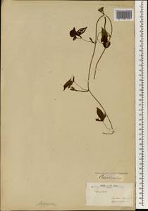 Convolvulus, Africa (AFR) (Guinea-Bissau)