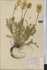 Oxytropis sericea var. spicata (Hook.)Barneby, America (AMER) (Canada)