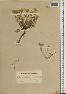 Odontarrhena obovata C. A. Mey., Siberia, Altai & Sayany Mountains (S2) (Russia)