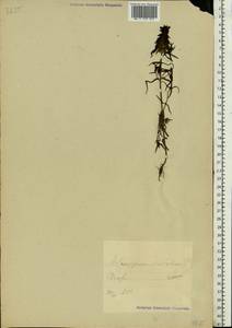 Melampyrum cristatum L., Eastern Europe, Estonia (E2c) (Estonia)