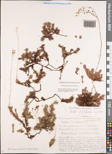 Saxifraga bronchialis subsp. bronchialis, Siberia, Yakutia (S5) (Russia)