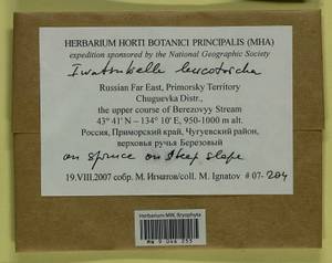 Iwatsukiella leucotricha (Mitt.) W.R. Buck & H.A. Crum, Bryophytes, Bryophytes - Russian Far East (excl. Chukotka & Kamchatka) (B20) (Russia)
