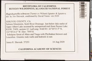 Hygrohypnella ochracea (Turner ex Wilson) Ignatov & Ignatova, Bryophytes, Bryophytes - America (BAm) (United States)