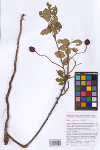 Rosa gallica L., Eastern Europe, South Ukrainian region (E12) (Ukraine)