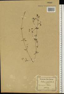 Galium palustre L., Eastern Europe, South Ukrainian region (E12) (Ukraine)