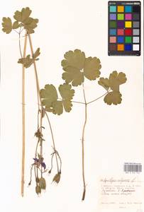 Aquilegia vulgaris L., Eastern Europe, Moscow region (E4a) (Russia)