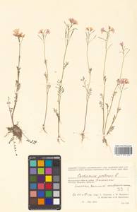 Cardamine pratensis L., Siberia, Chukotka & Kamchatka (S7) (Russia)