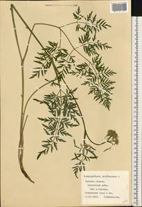 Silphiodaucus prutenicus (L.) Spalik, Wojew., Banasiak, Piwczyñski & Reduron, Eastern Europe, Central region (E4) (Russia)