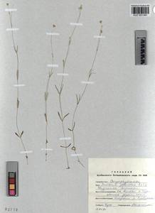 KUZ 003 841, Stellaria palustris Ehrh. ex Retz., Siberia, Altai & Sayany Mountains (S2) (Russia)
