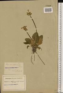 Primula veris L., Eastern Europe, South Ukrainian region (E12) (Ukraine)