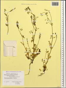 Fumaria capreolata L., Caucasus, Black Sea Shore (from Novorossiysk to Adler) (K3) (Russia)