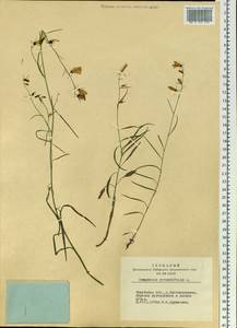 Campanula rotundifolia L., Siberia, Baikal & Transbaikal region (S4) (Russia)