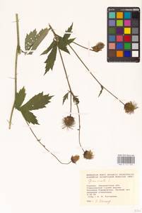 Geum rivale L., Eastern Europe, West Ukrainian region (E13) (Ukraine)