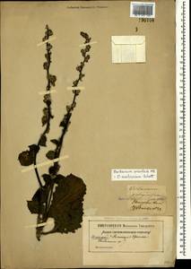 Verbascum marschallianum Ivanina & Tzvelev, Eastern Europe, South Ukrainian region (E12) (Ukraine)