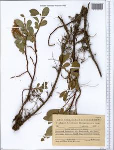 Salix berberifolia Pall., Siberia, Western (Kazakhstan) Altai Mountains (S2a) (Kazakhstan)