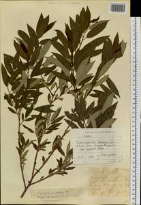 Salix triandra L., Siberia, Baikal & Transbaikal region (S4) (Russia)