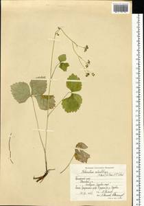 Halosciastrum melanotilingia (H. Boissieu) Pimenov & V. N. Tikhom., Siberia, Russian Far East (S6) (Russia)