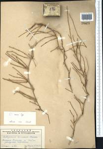 Calligonum murex Bunge, Middle Asia, Caspian Ustyurt & Northern Aralia (M8) (Kazakhstan)