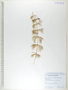 Equisetum sylvaticum L., Siberia, Russian Far East (S6) (Russia)