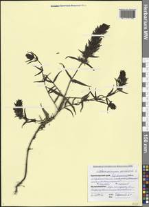 Melampyrum arvense L., Caucasus, Black Sea Shore (from Novorossiysk to Adler) (K3) (Russia)