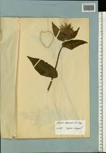 Cirsium oleraceum (L.) Scop., Eastern Europe, Estonia (E2c) (Estonia)
