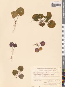 Viola variegata Fisch. ex Link, Siberia, Russian Far East (S6) (Russia)