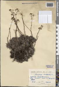 Saxifraga bronchialis L., Siberia, Baikal & Transbaikal region (S4) (Russia)