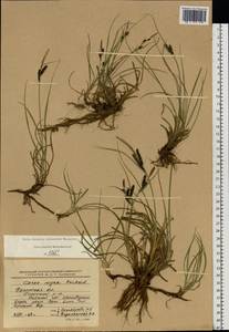 Carex nigra (L.) Reichard, Eastern Europe, Central region (E4) (Russia)