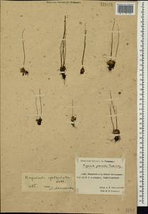 Pinguicula spathulata Ledeb., Siberia, Chukotka & Kamchatka (S7) (Russia)